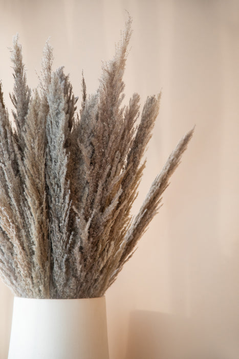 Pampas Grass Variety 1