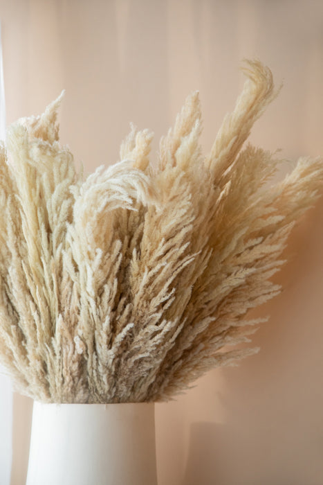 Pampas Grass Variety 3